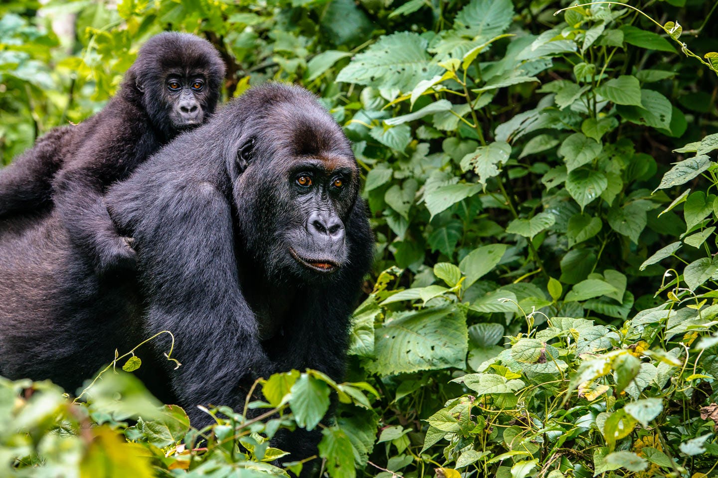 gorrila tracking
