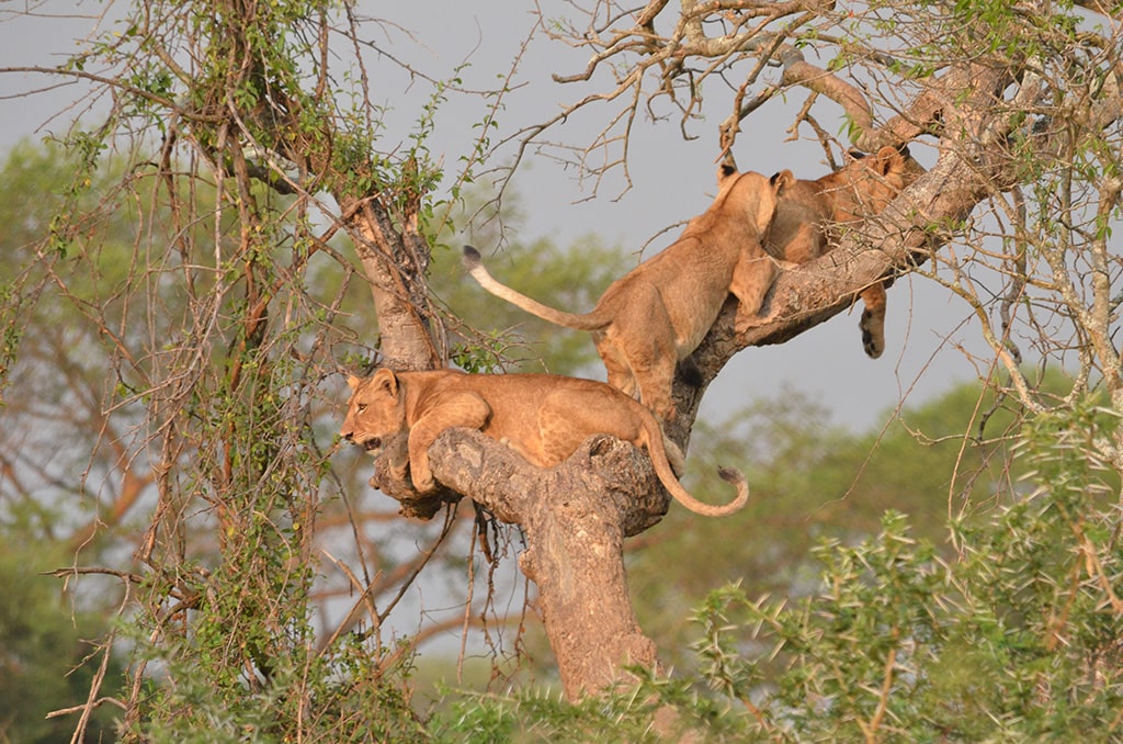 game drive