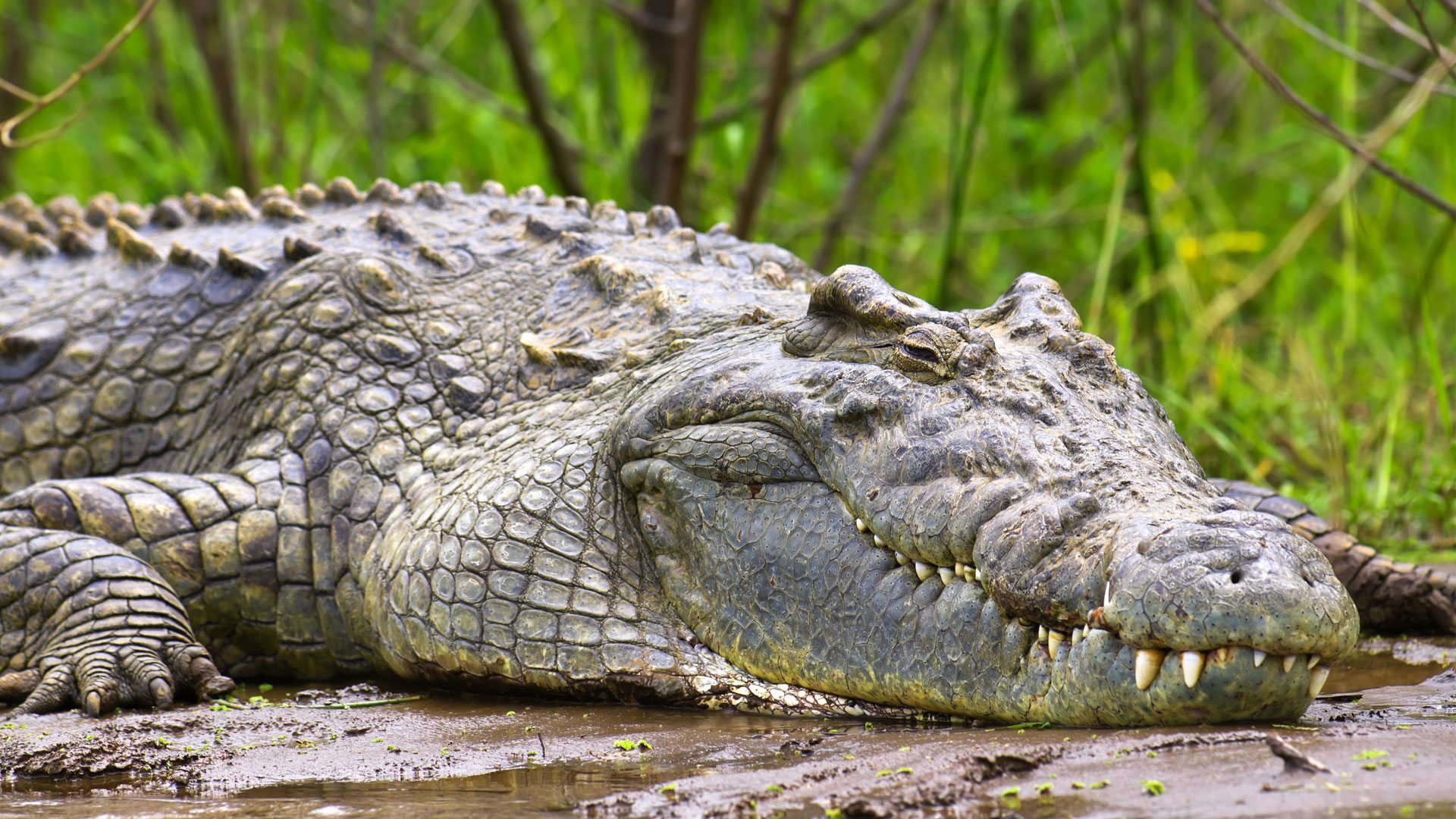 The Nile Crocodile (CrocodilusNiloticus).