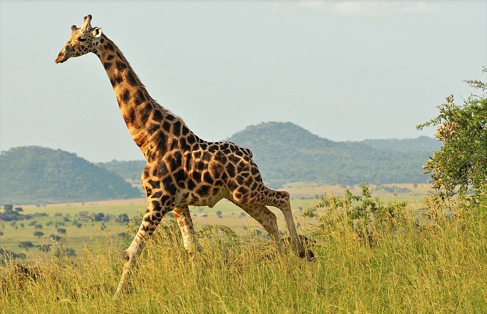 Trip to Kidepo Valley National Park(5days).