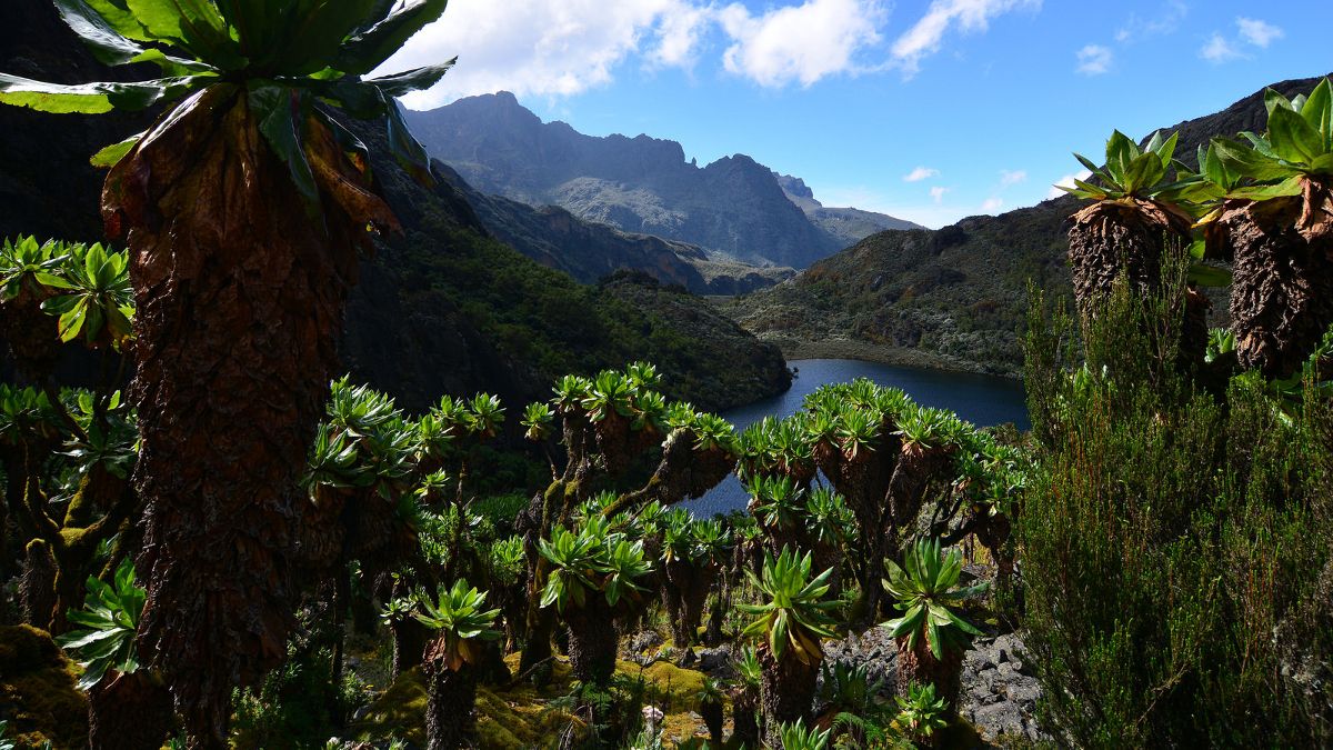 Trip to Rwenzori Mountains National Park(10days).