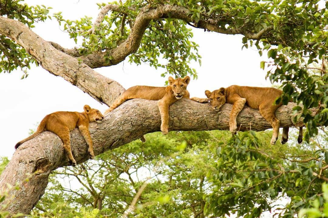 Trip to Queen Elizabeth National Park(3days).